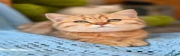 British Shorthair cats for sale: British Shorthair blue/odd eyed kittens  - Advert 16