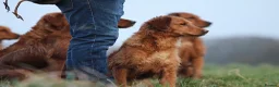 Golden Retriever dogs for sale: ✨Due✨ Health tested, KC working golden retrievers - Advert 5