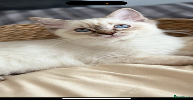 Ragdoll cats - Advert 6