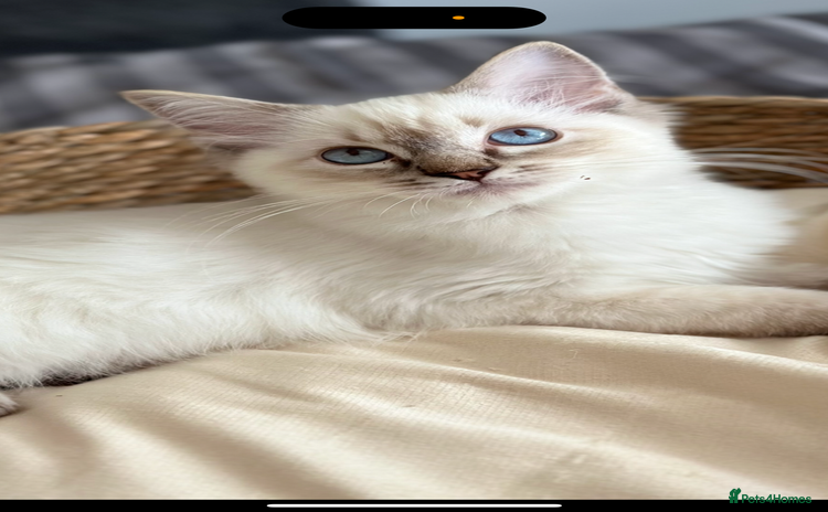 Ragdoll cats - Advert 8