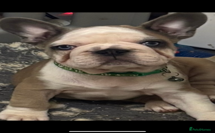 French Bulldog dogs  French bulldogs  - Advert 12