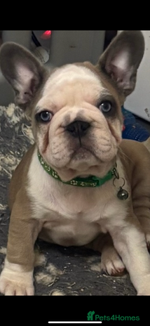 French Bulldog dogs French bulldogs - Advert 12