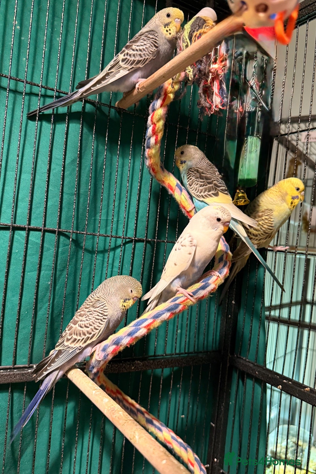 Budgerigars birds Young Budgies 8 to 10 Weeks Old Available  - Advert 1