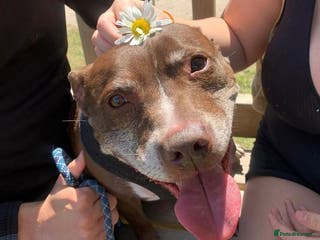 Staffordshire Bull Terrier dogs Tuffy - Advert 17