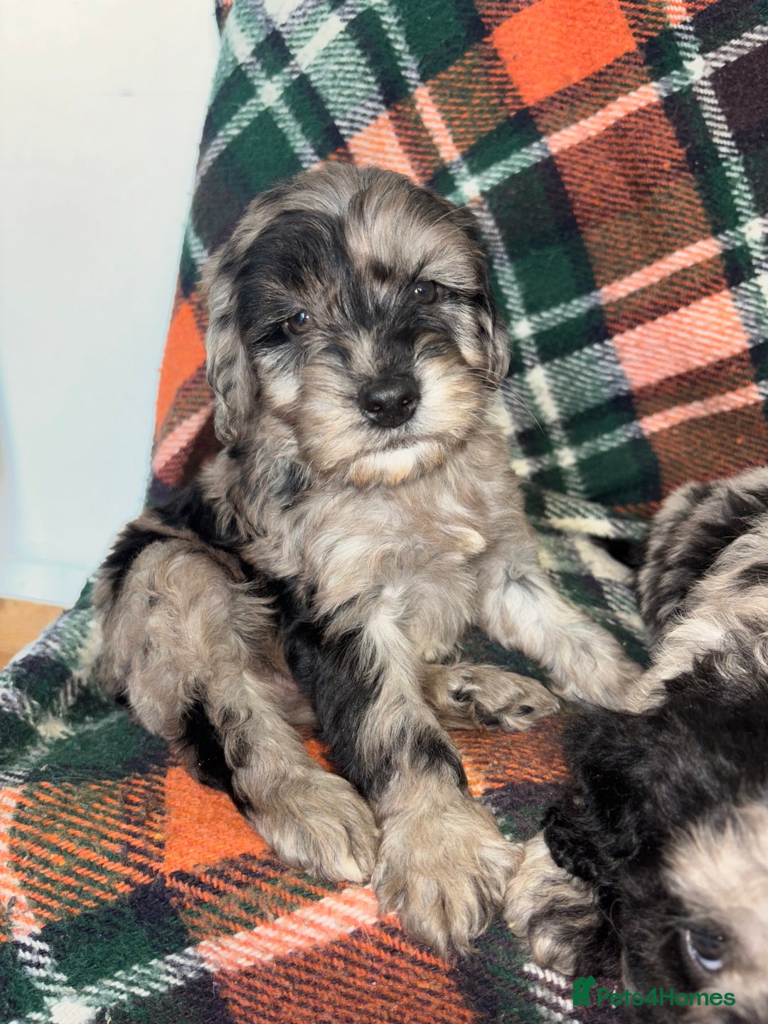 Cockapoo dogs for sale: Cockapoo Puppies  - Image 14