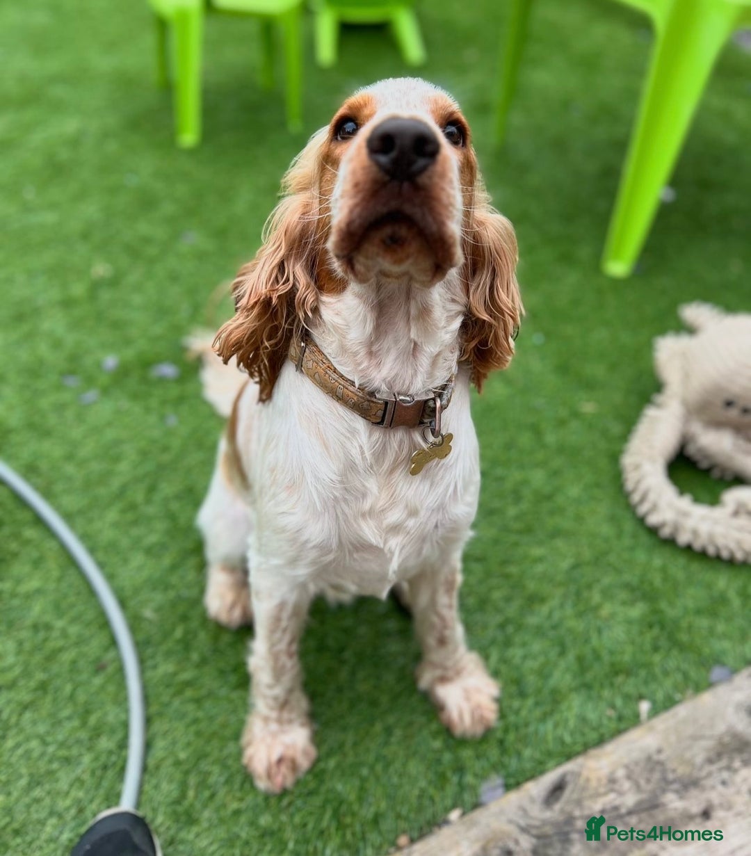 Cocker Spaniel dogs for stud: KC REGISTERED ORANGE ROAN SHOW COCKER SPANIEL STUD in Barnsley - Advert 10