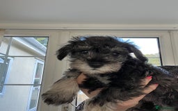 Schnoodle dogs for sale: 🐾🐶Stunning Schnoodles🐶🐾 - Image 20