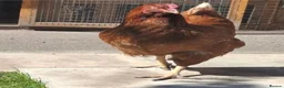 Chickens poultry for sale: 3 laying hens - Advert 3
