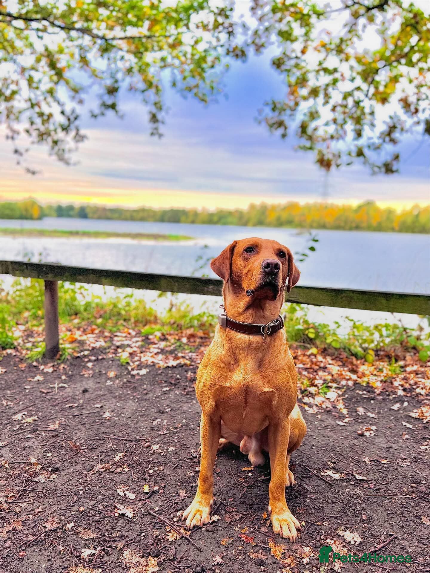 Labrador Retriever dogs Exceptional 5-year-old Fox Red Labrador Retriever  - Advert 5