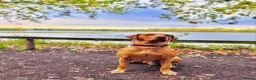 Labrador Retriever dogs for stud: Exceptional 5-year-old Fox Red Labrador Retriever  in Lincoln - Advert 1