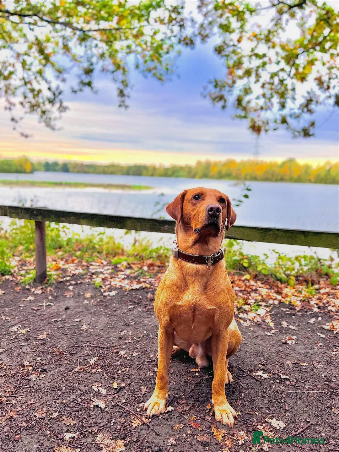 Labrador Retriever dogs for stud: Exceptional 5-year-old Fox Red Labrador Retriever  in Lincoln - Advert 1