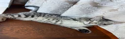 Domestic Shorthair cats for sale: Playful Tabby Kittens Ready - Advert 4