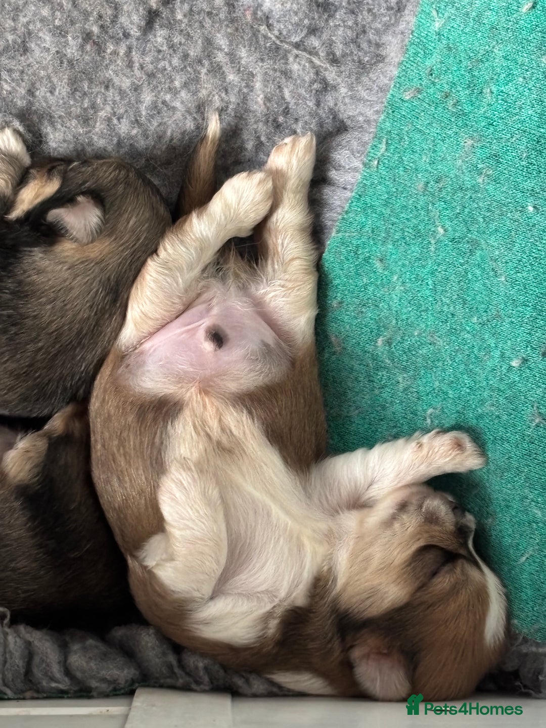 Lhasa Apso dogs for sale: Lhasa Apso Puppies – Tiny Tails, Big Hearts! - Image 5