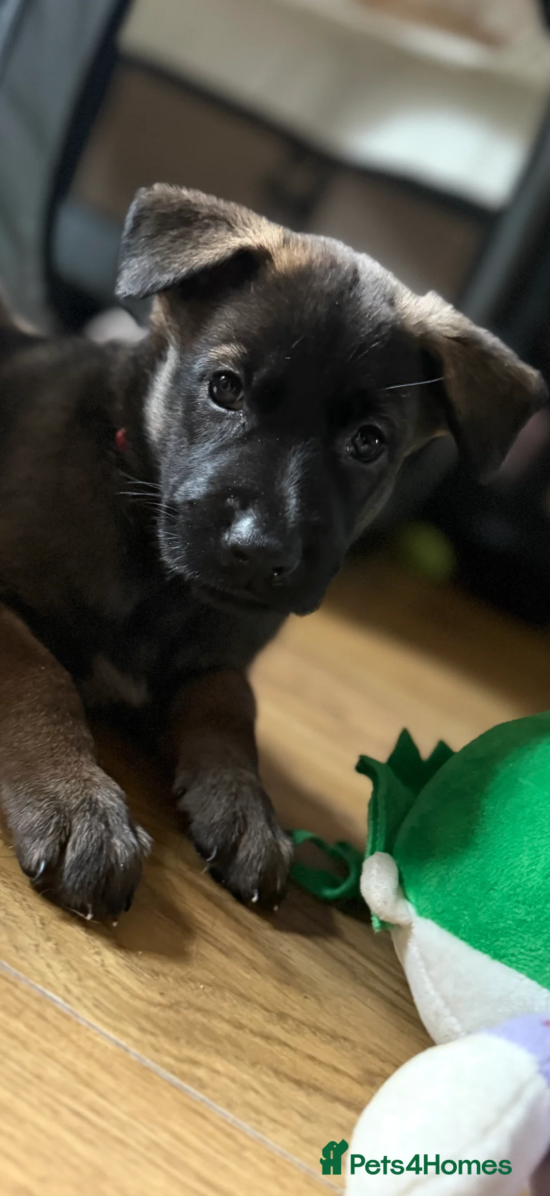 Belgian Shepherd Dog dogs for sale: 9 Beautiful Babies  - Advert 10