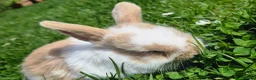 Mini Lop rabbits for sale: Mini lop bunnies  - Advert 7