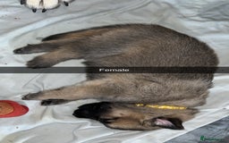 German Shepherd dogs for sale: 10 German Shepherd Puppy - Image 8