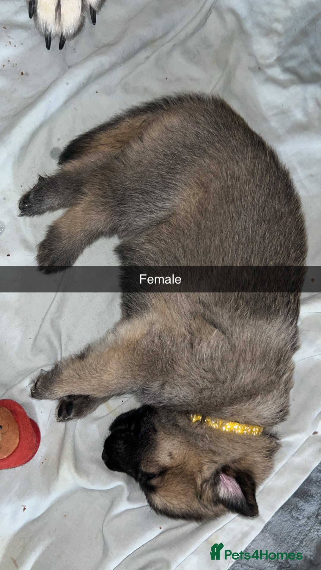 German Shepherd dogs for sale: 10 German Shepherd Puppy - Image 8