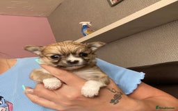 Chorkie dogs for sale: 2 stunning little chorkies - Image 1