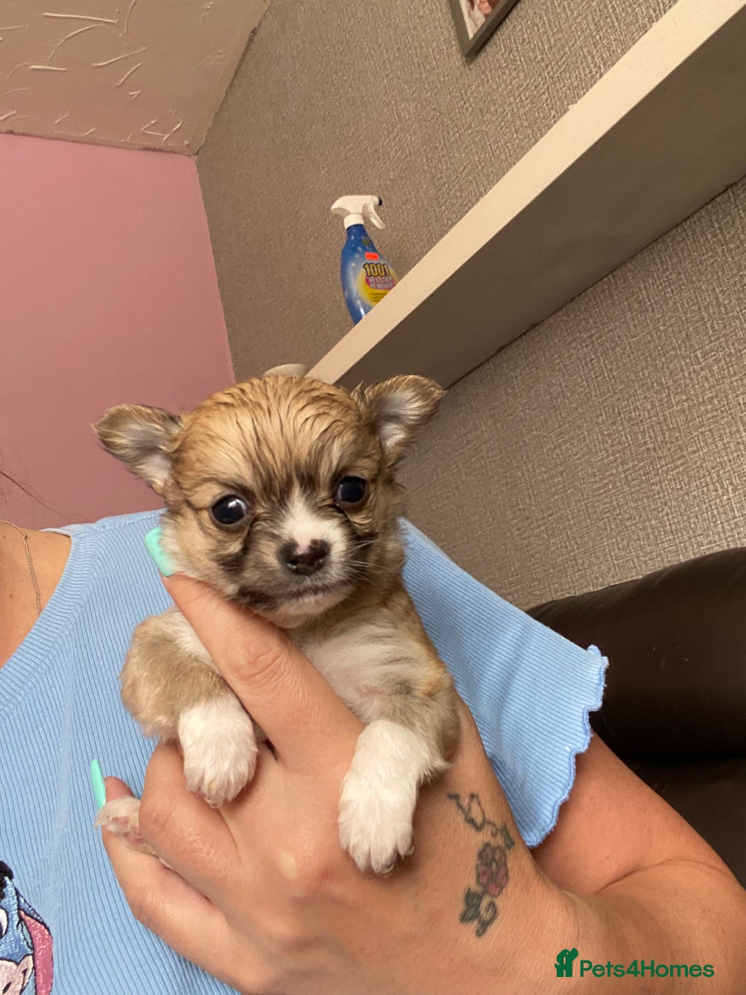 Chorkie dogs for sale: 2 stunning little chorkies - Image 1