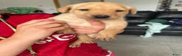 Labrador Retriever dogs for sale: 8 beautiful labradors for sale.  - Advert 8
