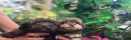Schnoodle dogs for sale: Tiny Schnoodle Puppies 💙+ 🩷 - Advert 15