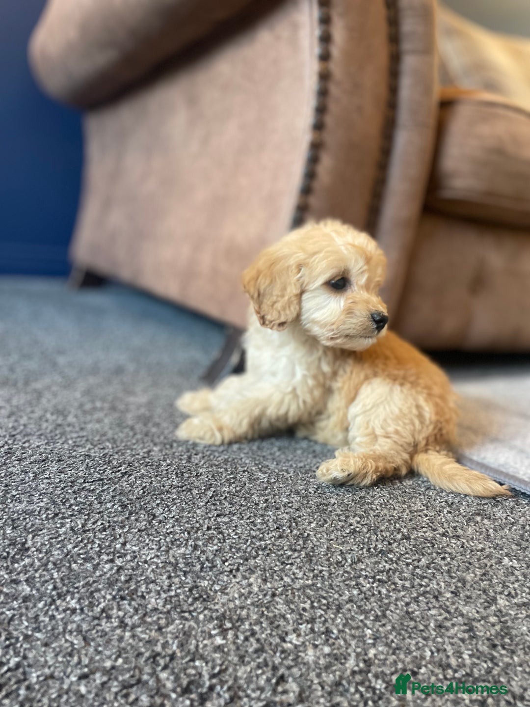 Cockapoo dogs for sale: Cockapoos  - Image 4