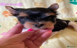 Yorkshire Terrier dogs for sale: York puppies for sale - Image 33