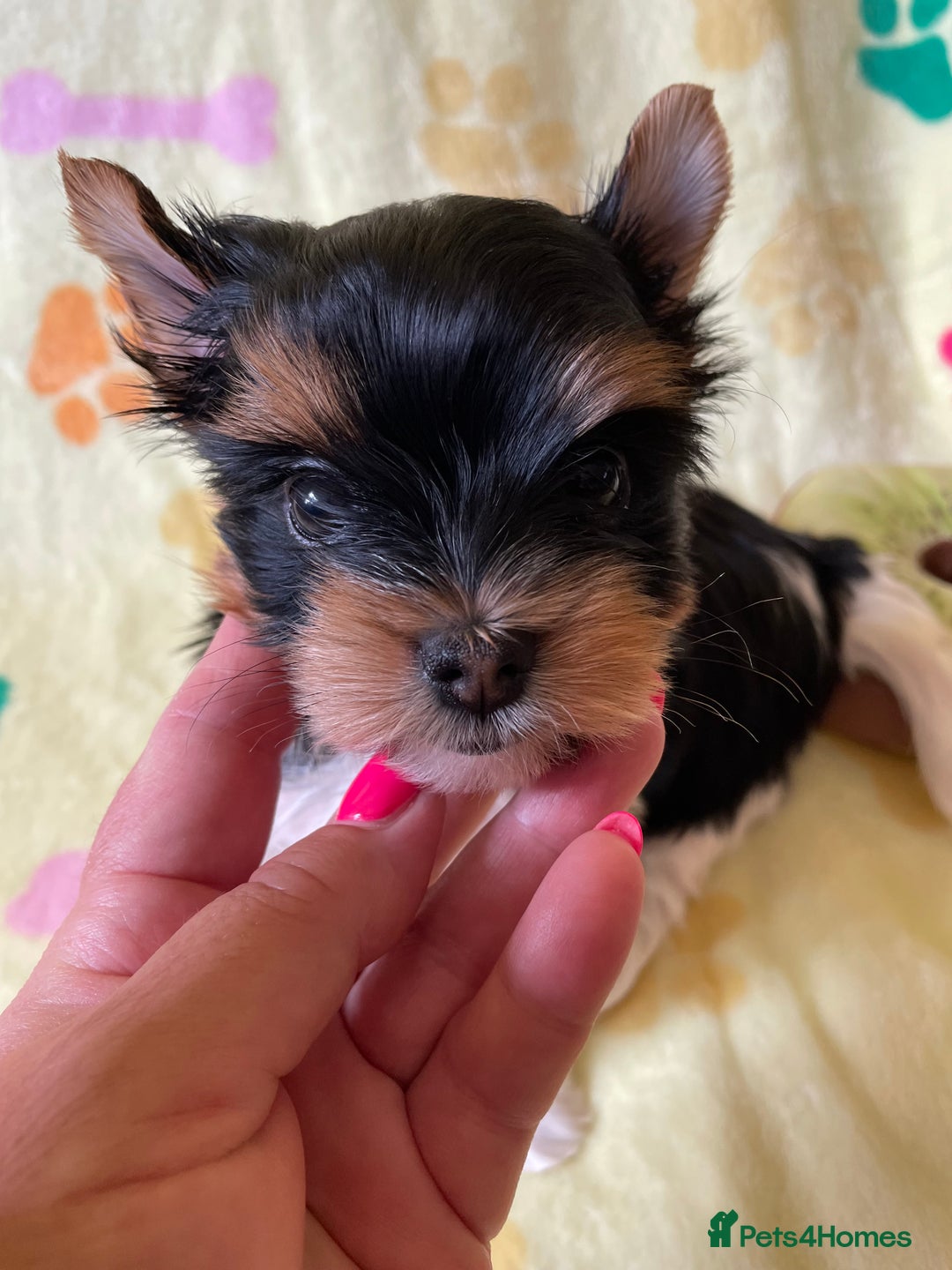 Yorkshire Terrier dogs for sale: York puppies for sale - Image 33