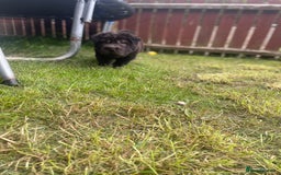 Shar Pei dogs for sale: 1 Black girl left  - Image 9