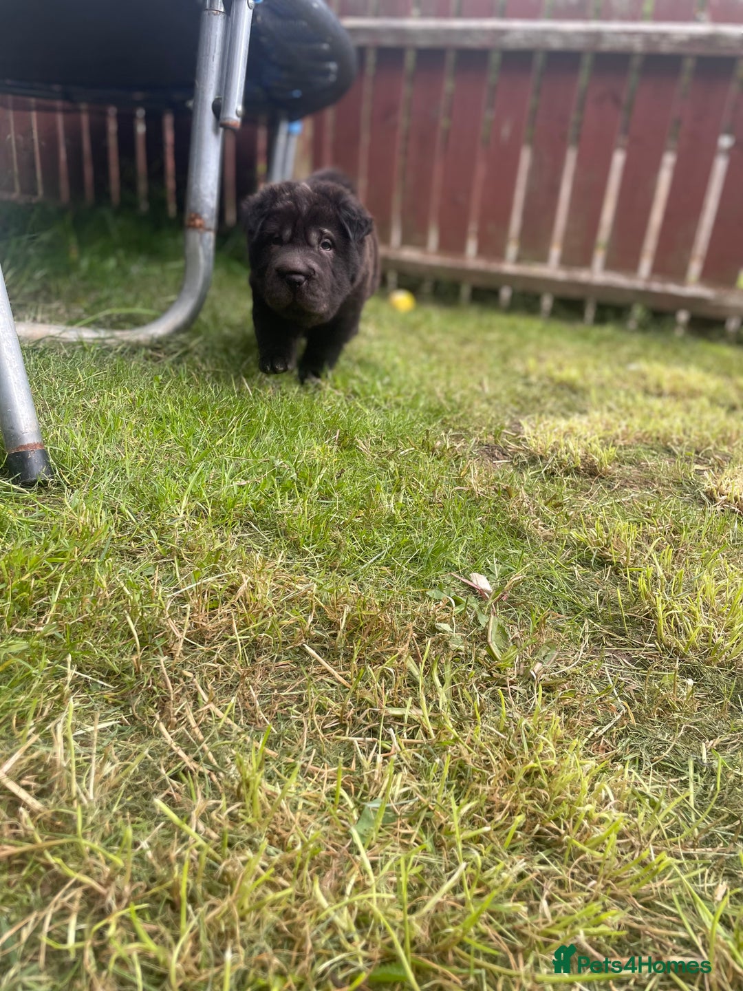Shar Pei dogs for sale: 1 Black girl left  - Image 9