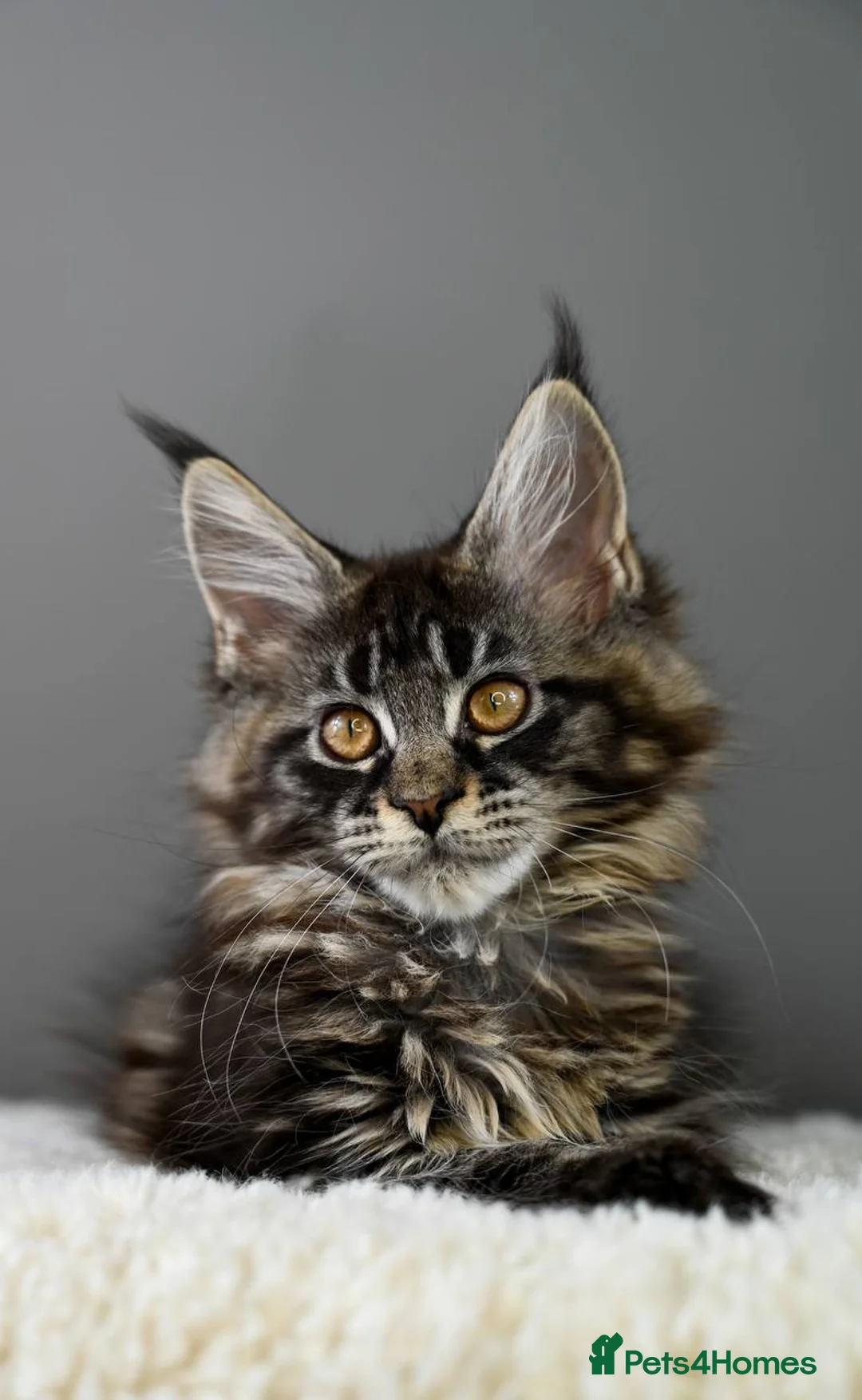 Maine Coon cats for sale: 3 Unique Kittens available - TICA registered  - Advert 23