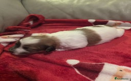 Mixed Breed dogs for sale: Pomshis - Advert 11