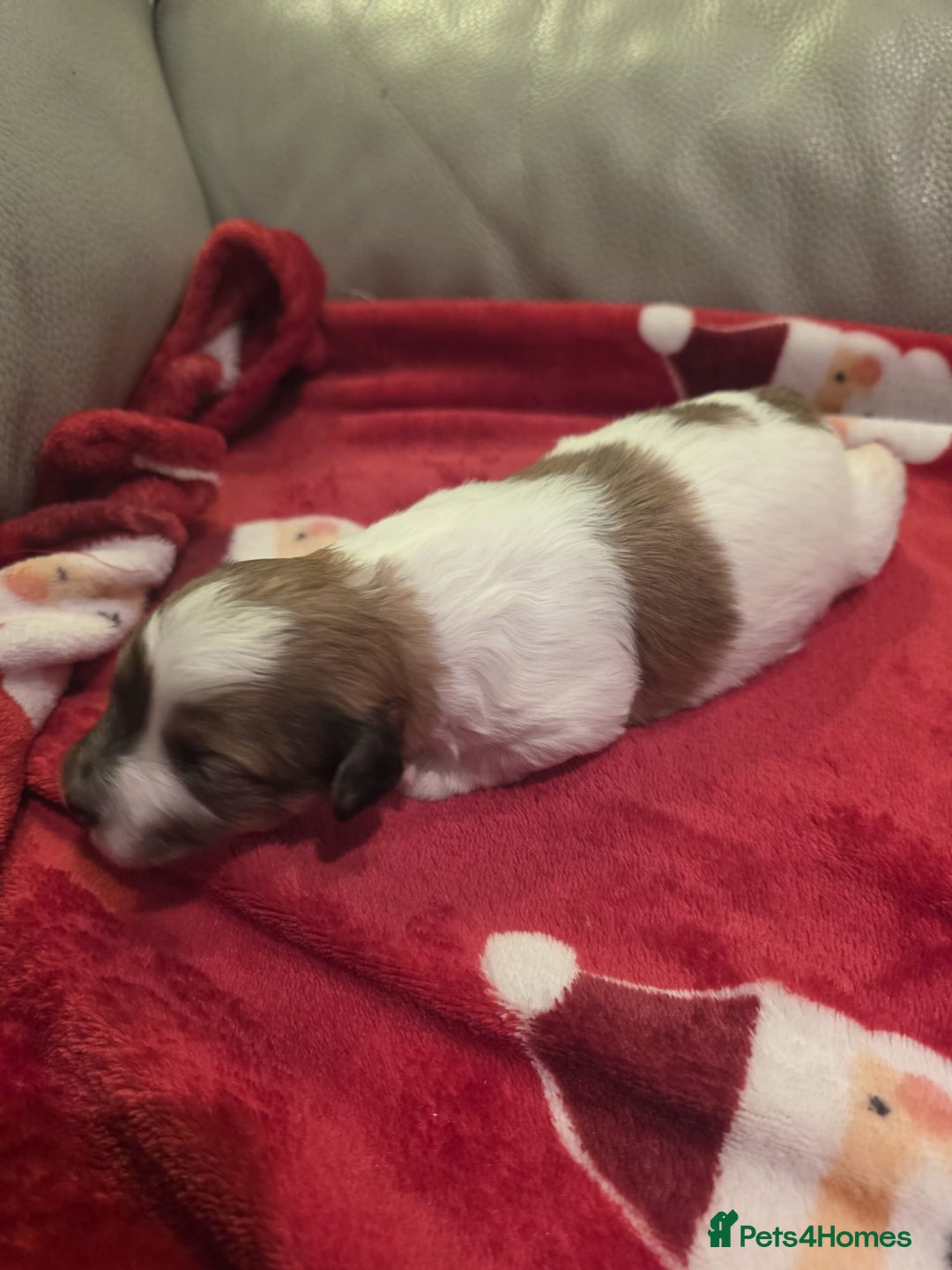 Mixed Breed dogs for sale: Pomshis - Advert 11