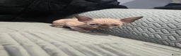 Sphynx cats for sale: LAST BOY💕READY 🩵SPHYNX KITTEN🩵 TESTED - Advert 18