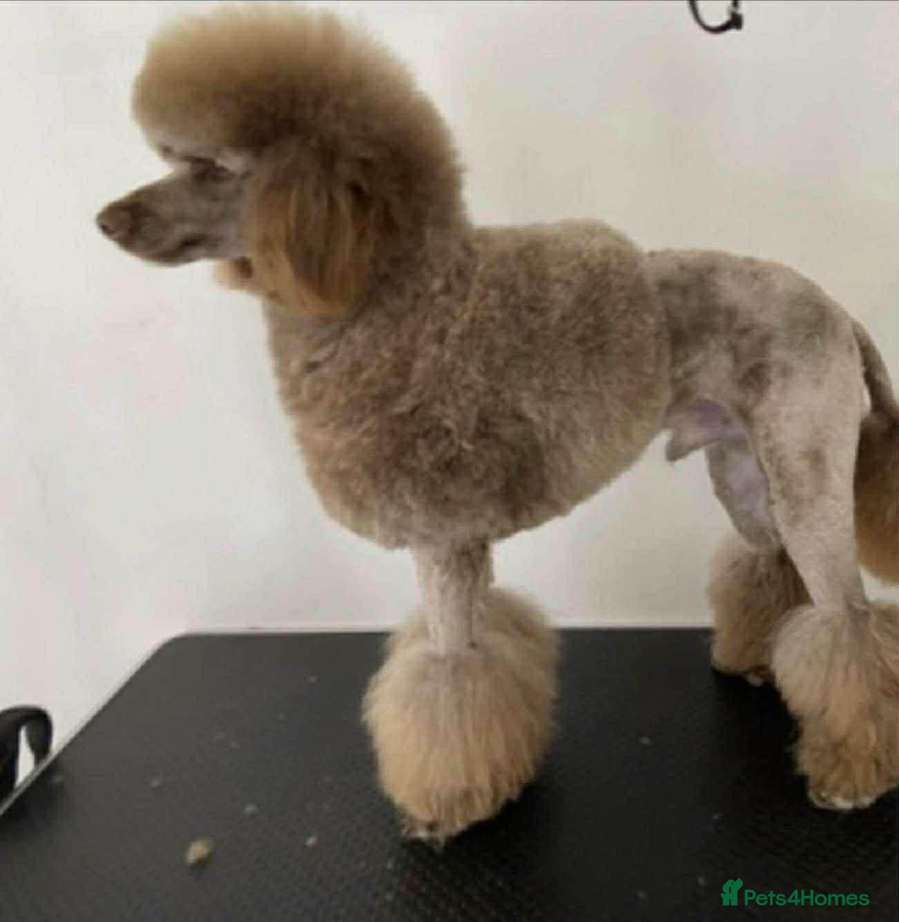 Miniature Poodle dogs Male Chocolate merle miniture poodle 4year old  - Advert 1