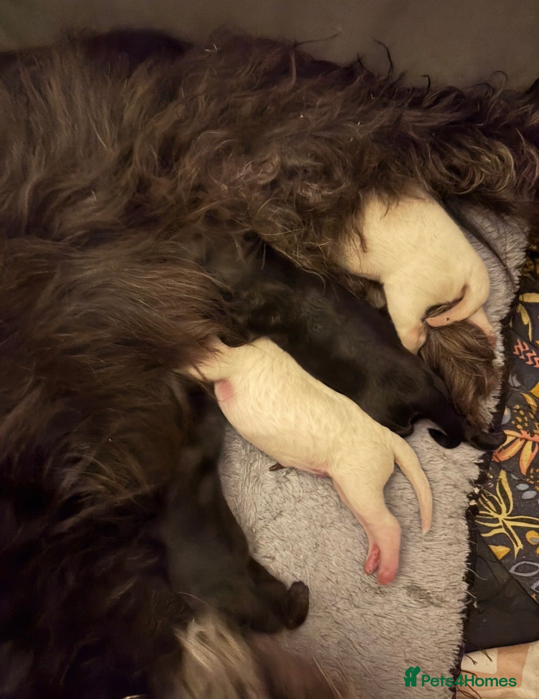 Shihpoo dogs for sale: Shihpoos for sale   - Advert 22