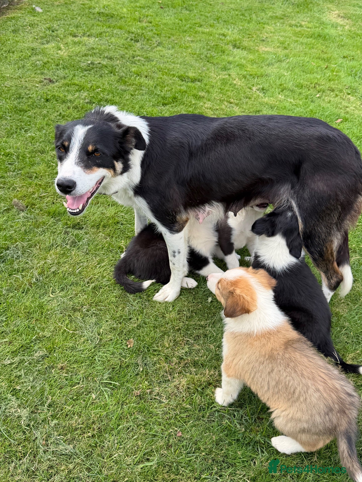 Border Collie dogs Border collie pups for sale - Advert 1