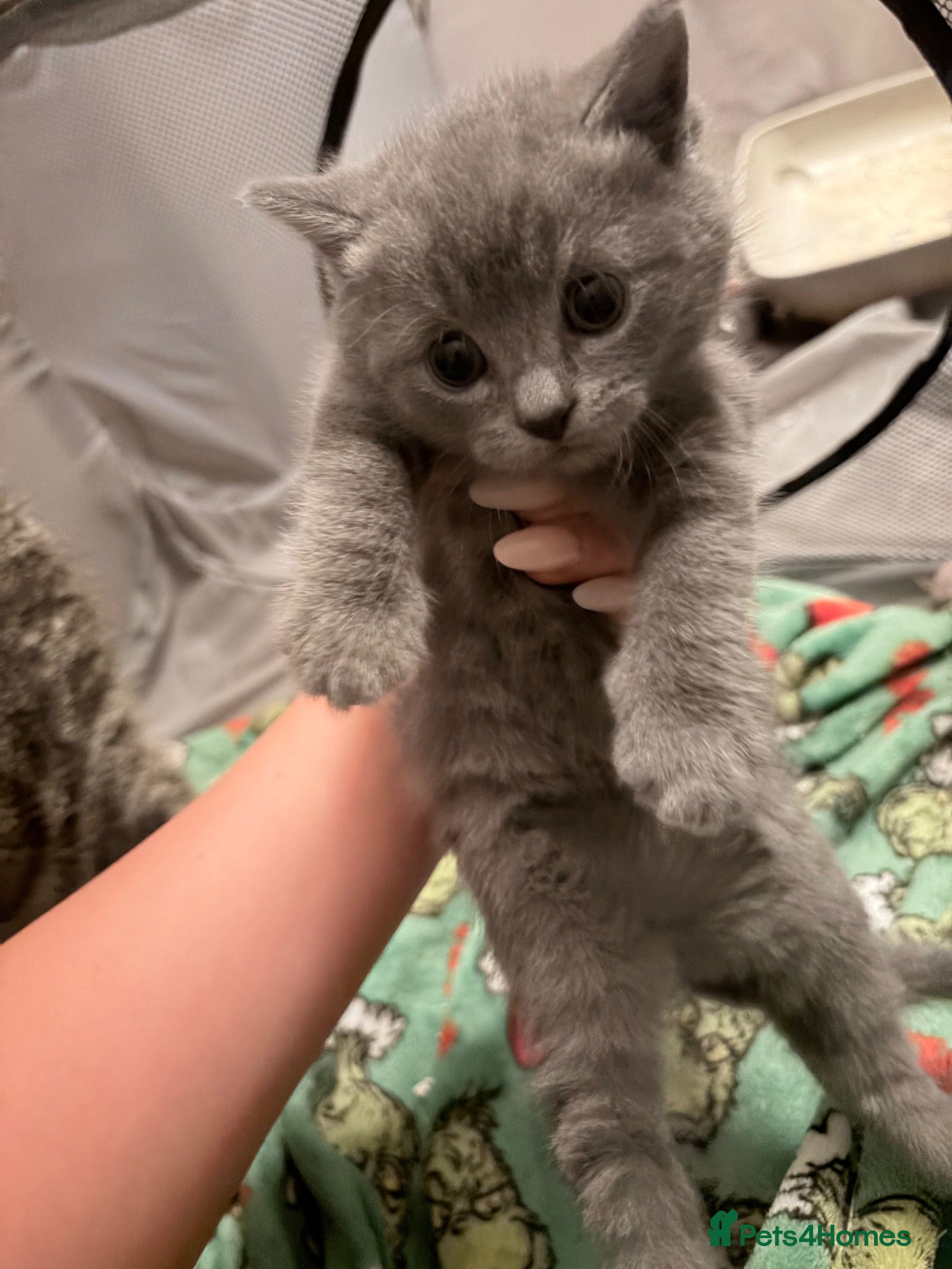 British Shorthair cats British shorthair tabby’s  - Advert 1