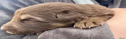 German Shepherd dogs for sale: KC Registered Longcoat German Shepherd pups  - Advert 3
