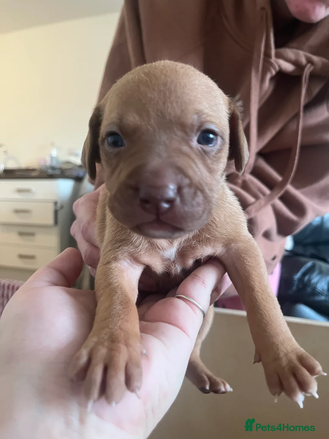 Mixed Breed dogs for sale: blue staff cross american bulldog  - Advert 6