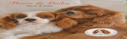 Cavalier King Charles Spaniel dogs for sale: Beautiful Cavalier King Charles Pups - Advert 7