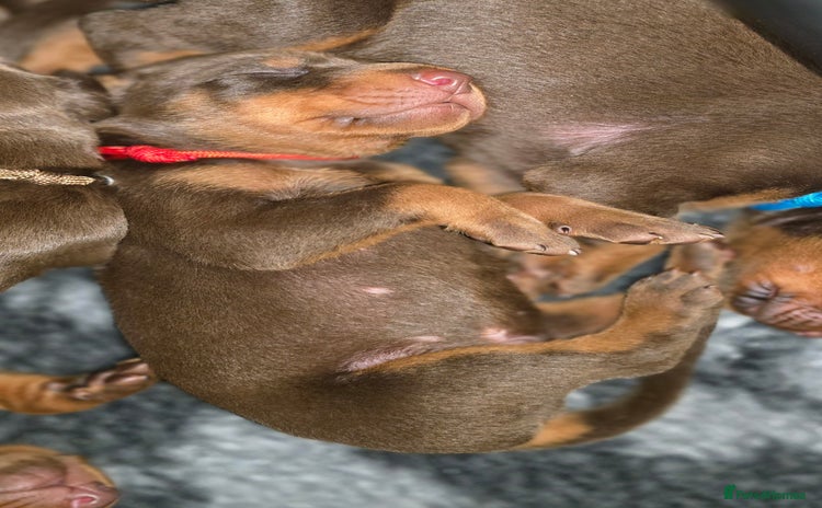 Dobermann dogs - Advert 2