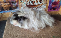 Guinea Pig rodents for sale: Lunkarya - Image 4