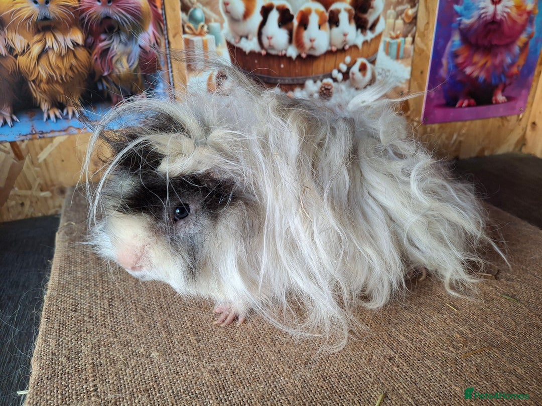 Guinea Pig rodents for sale: Lunkarya - Image 4