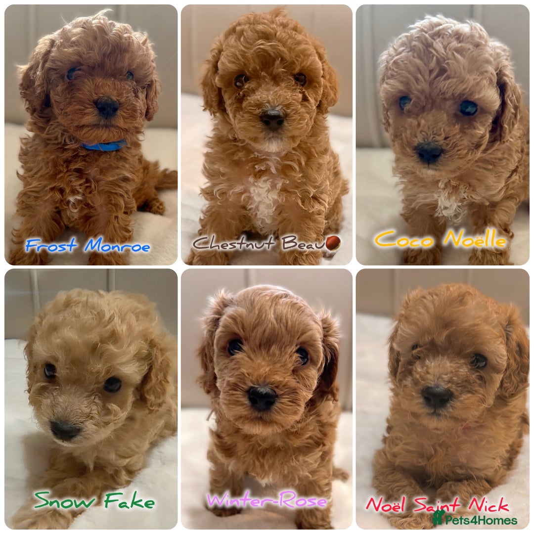 Cavapoochon dogs for sale: Premium Quality Teddy Toy Cavapoochons F1B - Advert 1