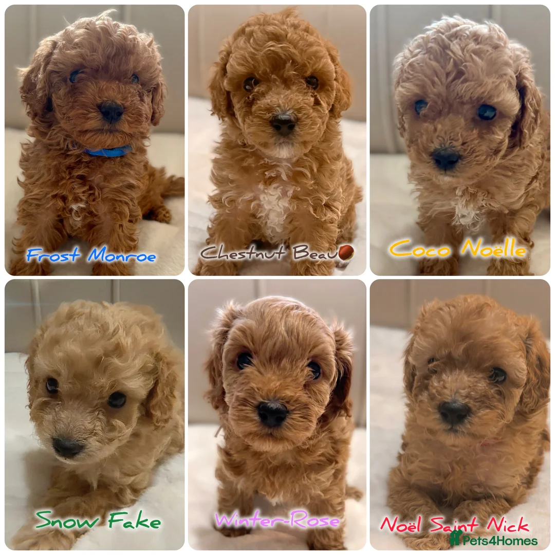 Cavapoochon dogs for sale: Premium Quality Teddy Toy Cavapoochons F1B - Advert 1
