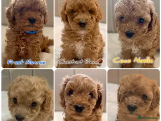 Cavapoochon dogs Premium Quality Teddy Toy Cavapoochons F1B - Advert 1