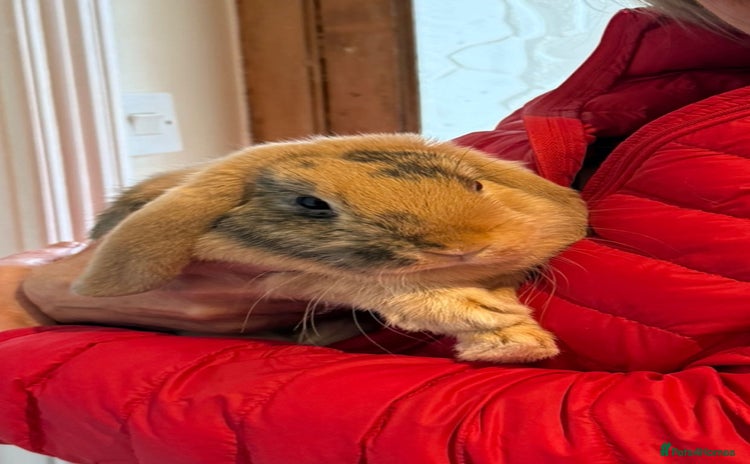 English Lop rabbits - Advert 5
