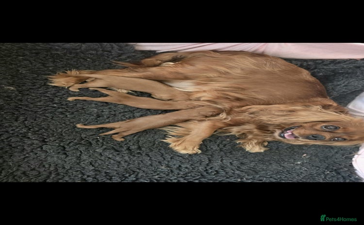 Cavapoo dogs - Advert 1