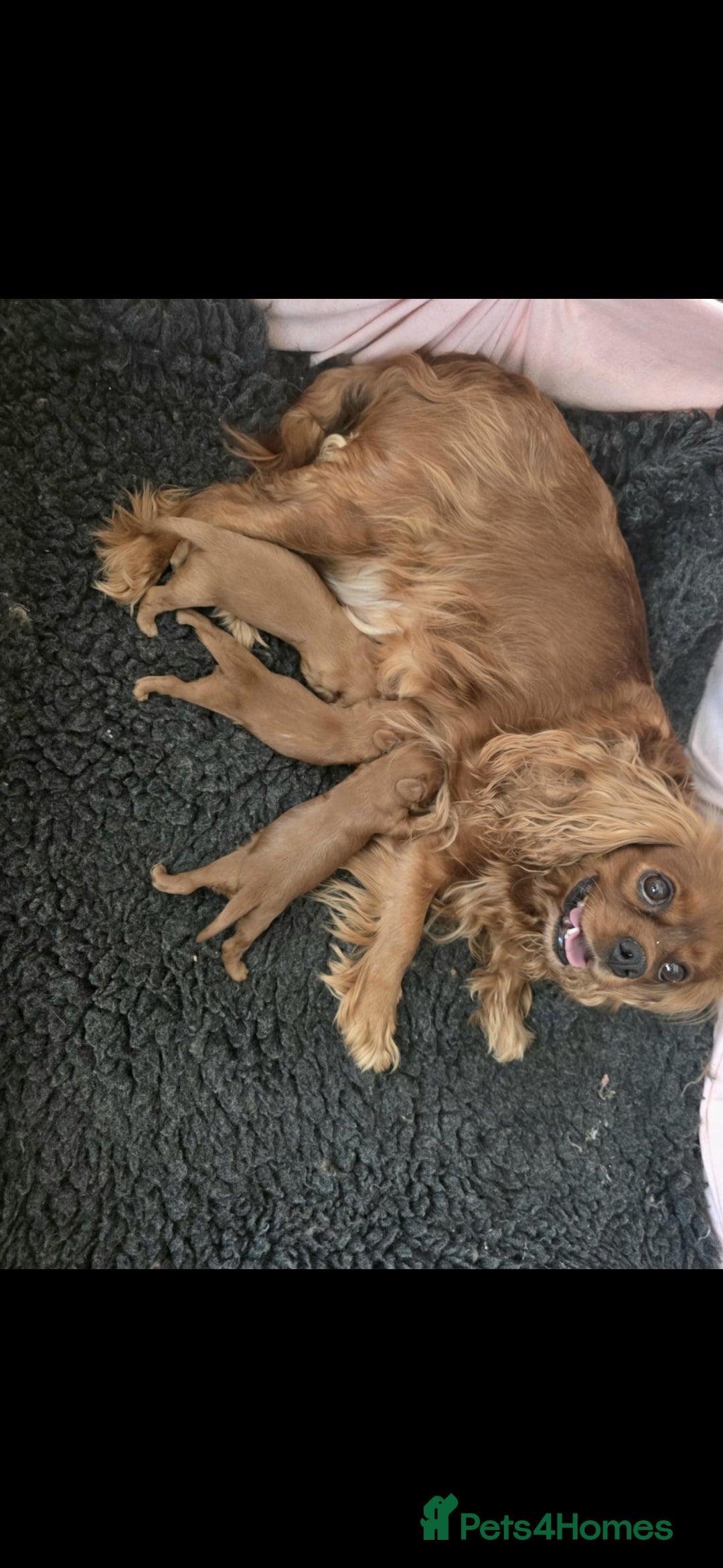Cavapoo dogs for sale: Ready now Extensively tested f1 cavapoo puppies - Image 1